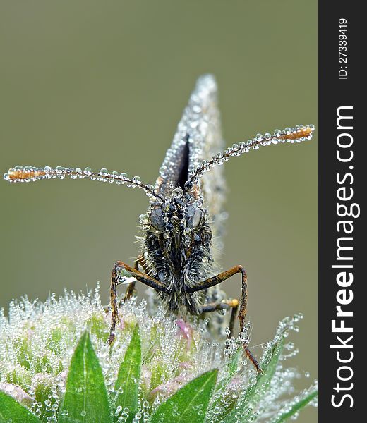 Dewy heath fritillary (Melitaea athalia) an early morning.