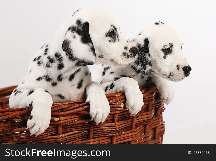 Cute Dalmatian Puppy on white background