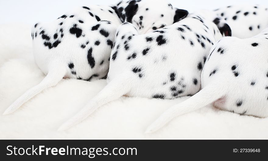 Cute Dalmatian Puppy on white background