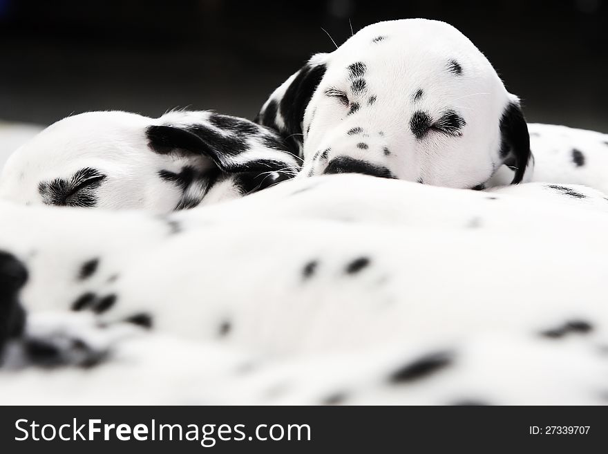 Dalmatian Puppy