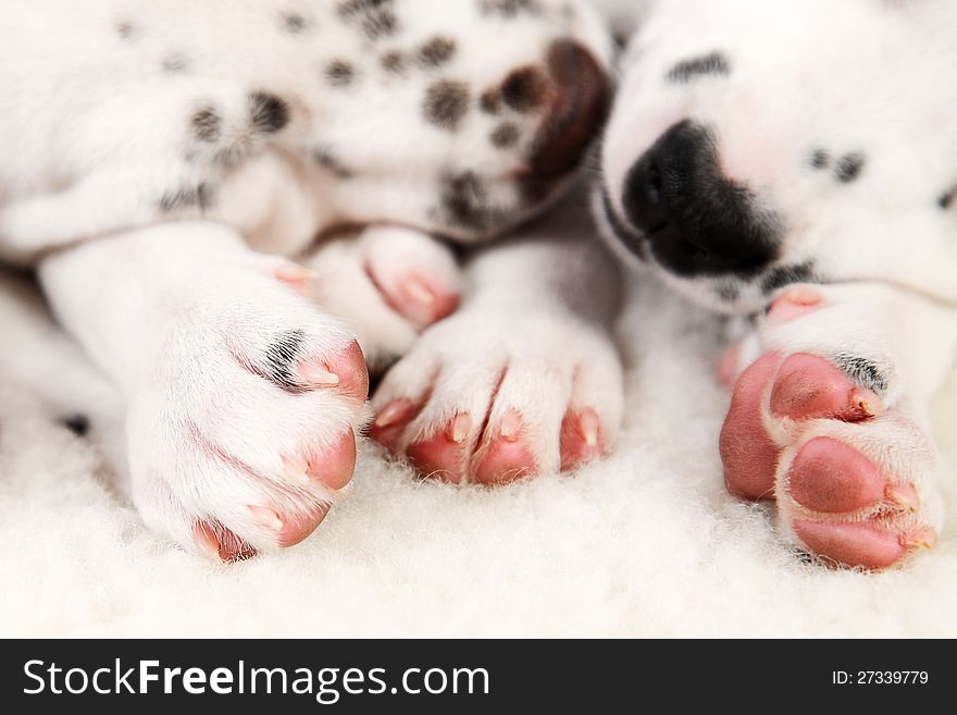 Cute Dalmatian Puppy on white background