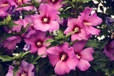 Bush Of Pink Flowers Hibiscus. Inflorescence Hibiscus Syriacus. Beautiful Flowers Blooming In Summer. Tropical Landscape. Stock Photos