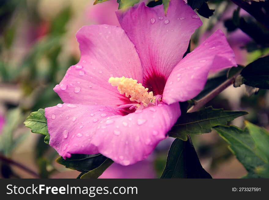 Large flower, dew drops on petals. Pink hibiscus syriacus flower on  green background.