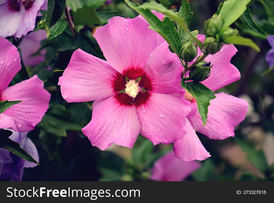 Large flower frontally. One pink hibiscus syriacus flower Rose of Sharon  on  green background.