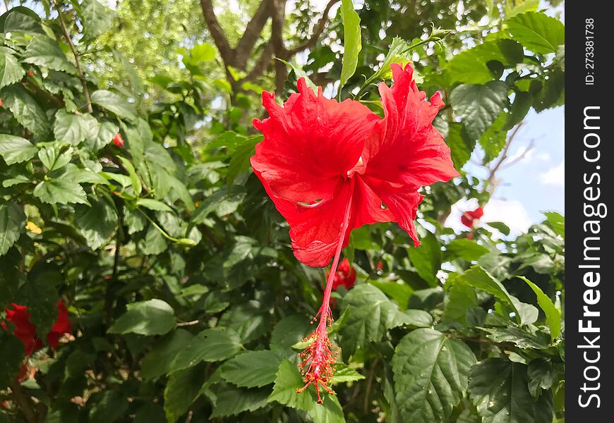 red flower on the tree branch
