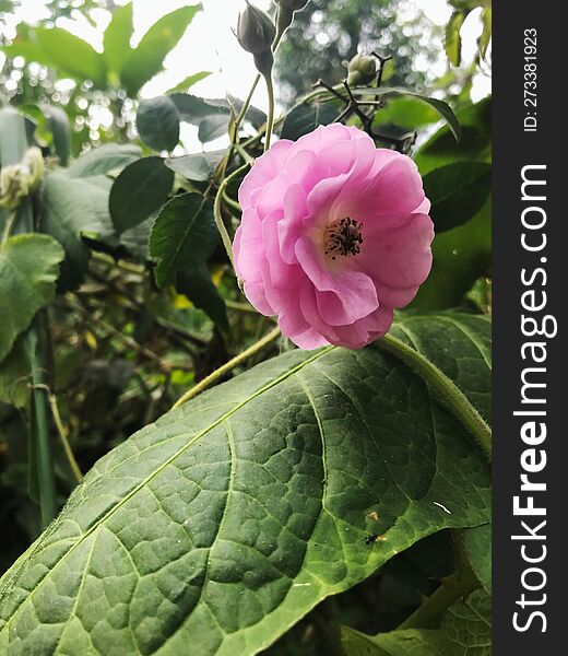 red rose flower on the plant