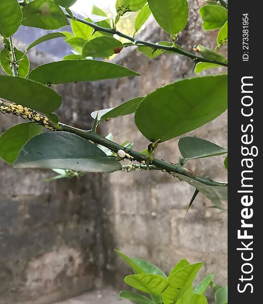 lomon tree branch with wall background