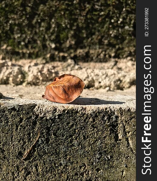 Dead Leaf On Concrete Edge