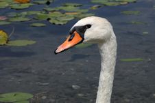 Swan Stock Photo Swan Stock Photo