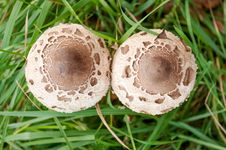 Macrolepiota Procera Stock Image Macrolepiota Procera Stock Image