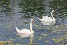 Two White Swans Stock Photography