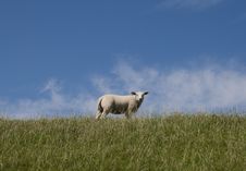 Sheep On A Dike Stock Photo Sheep On A Dike Stock Photo