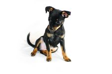 Puppy Of Russian Toy-terrier Royalty Free Stock Photos