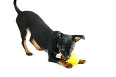Cute Puppy Of Russian Toy-terrier Royalty Free Stock Images