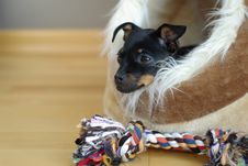 Cute Puppy Of Russian Toy-terrier Stock Photography