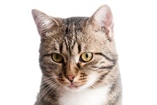 Close-up Portrait Of Cat With Tongue Out Stock Photography