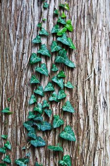 Green Ivy Leaves On Tree Bark Royalty Free Stock Photography Green Ivy Leaves On Tree Bark Royalty Free Stock Photography
