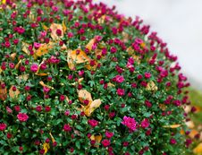 Colorful Bushes Chrysanthemums In The Garden Royalty Free Stock Image Colorful Bushes Chrysanthemums In The Garden Royalty Free Stock Image