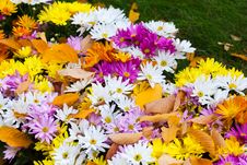 Colorful Bushes Chrysanthemums In The Garden Royalty Free Stock Photo Colorful Bushes Chrysanthemums In The Garden Royalty Free Stock Photo