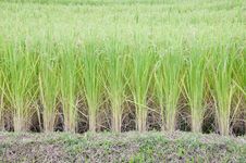 Rice In The Rice Field Royalty Free Stock Photography