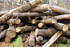 Wood Preparation In A Taiga Stock Photography