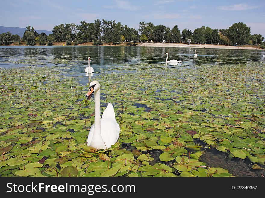 A flock of white swans floating on the calm lake. A flock of white swans floating on the calm lake