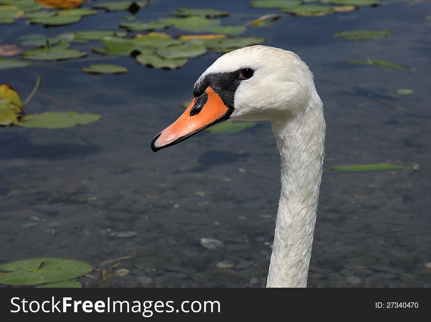 Portrait of a young curious swan on a lake full of water lilies