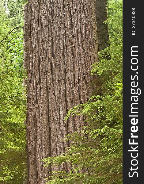 Trunk of a huge Douglas Fir tree, in the natural preserve of Capilano Park, Vancouver, British Columbia. Trunk of a huge Douglas Fir tree, in the natural preserve of Capilano Park, Vancouver, British Columbia.