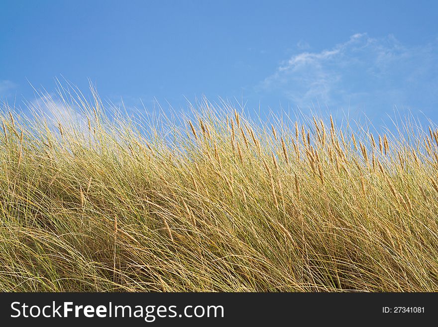 Marram Grass