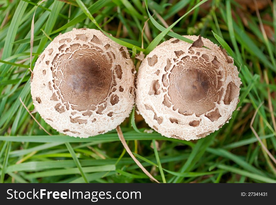 Closeup of Parasol mushroom in autumn forest. Closeup of Parasol mushroom in autumn forest