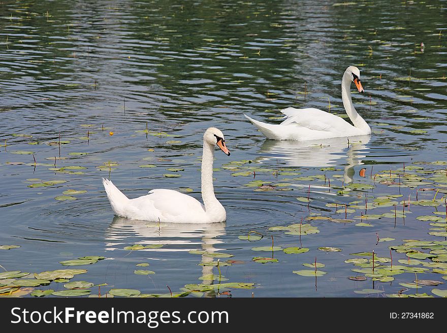 Two white swans played on surface of the lake