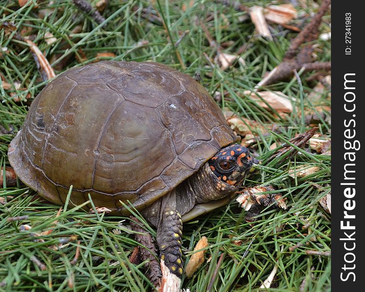 North American Box Turtle in green pine straw. North American Box Turtle in green pine straw