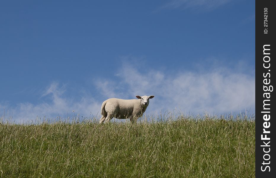 A sheep on a in Holland. A sheep on a in Holland