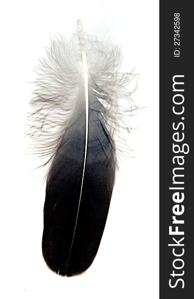 Dark black feather on white background