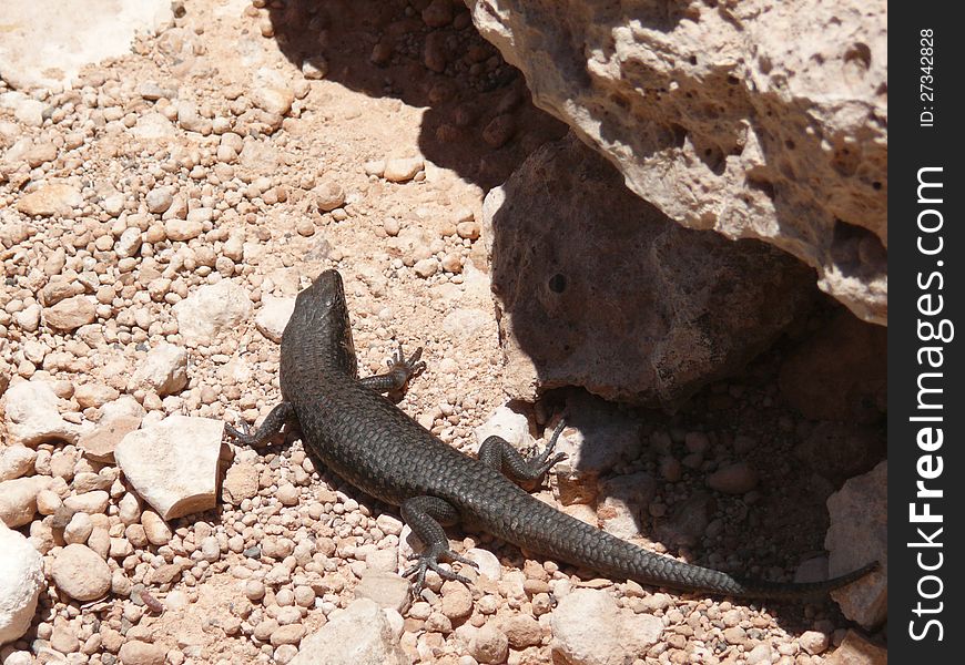 Black lizard in stones. National park Nullarbor. South Australia.