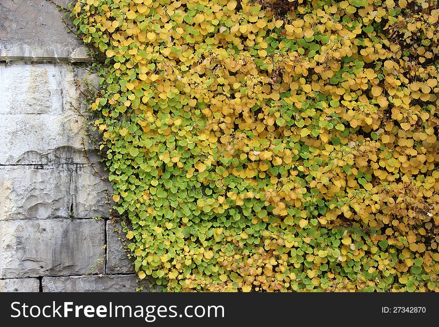 Old and weathered stone wall overgrown with colorful ivy changing in the crisp fall air. Old and weathered stone wall overgrown with colorful ivy changing in the crisp fall air.