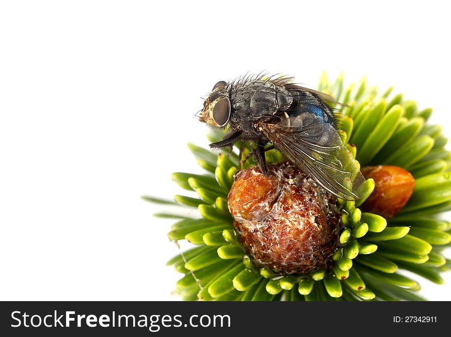 Blowfly on a tree isolated on white.