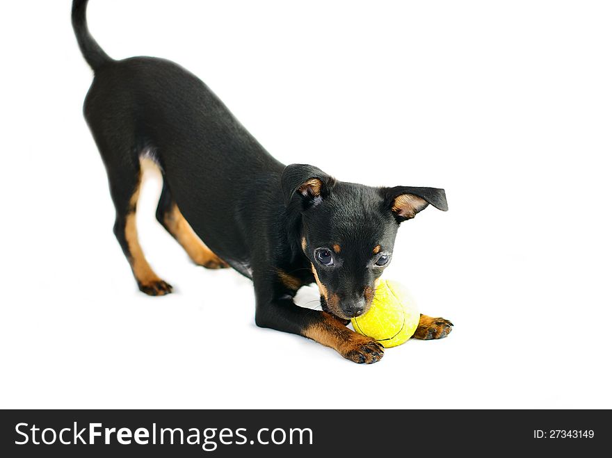 Cute puppy of russian toy-terrier,playing with tennis-ball