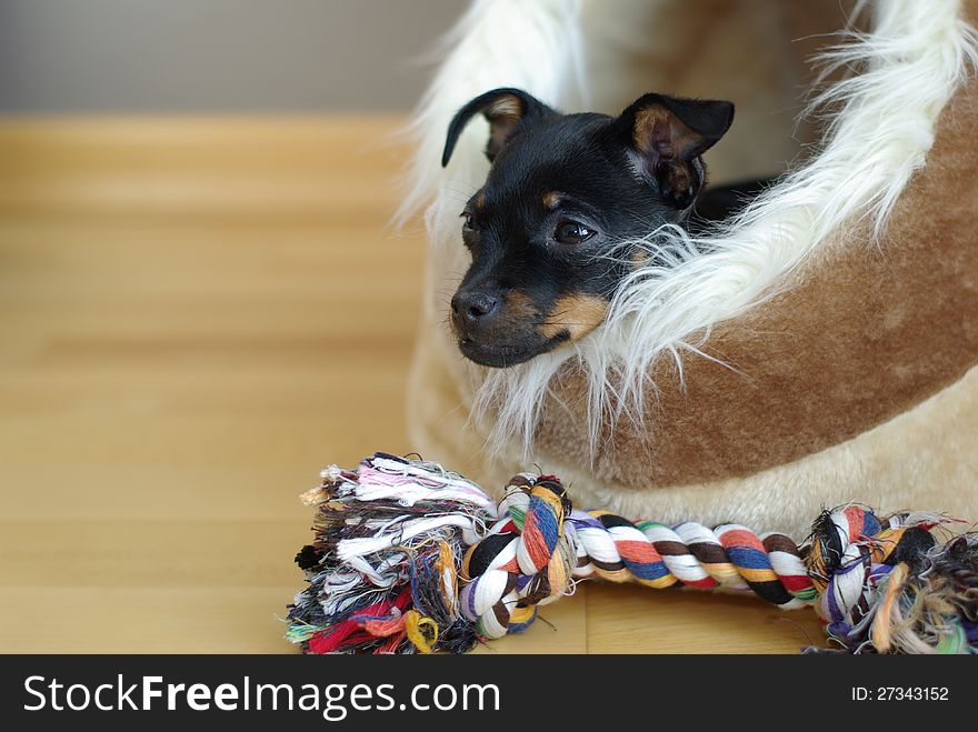 Cute puppy of russian toy-terrier, laying in dog bed