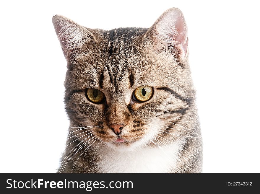 Close-up portrait of cat with tongue out isolated