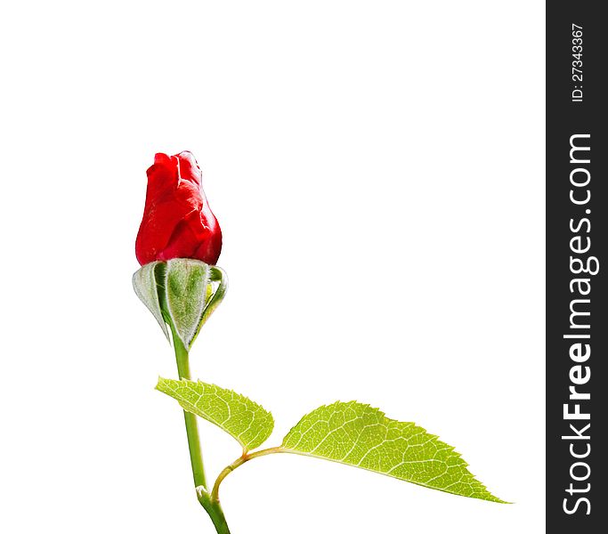 Red Rose Isolated On The White