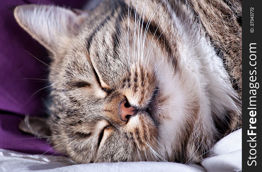 Very beautiful young european cat sleeps on sofa