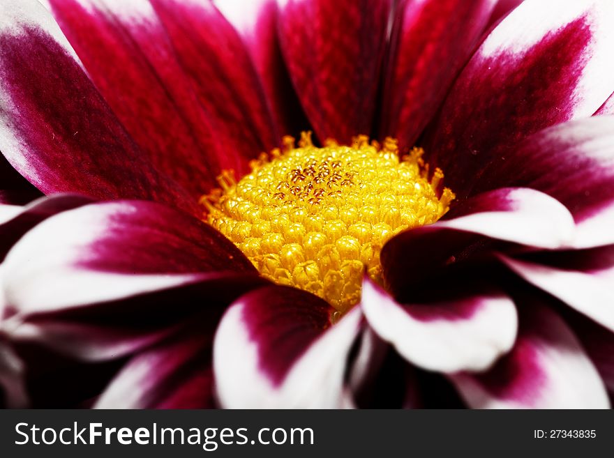 Bright red flower with the yellow middle on the white background