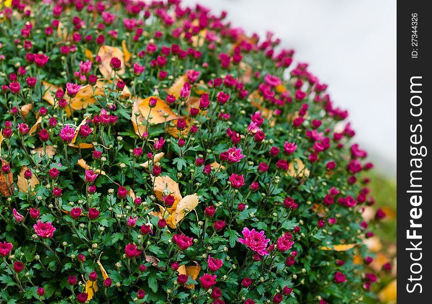 Colorful bushes chrysanthemums in the garden