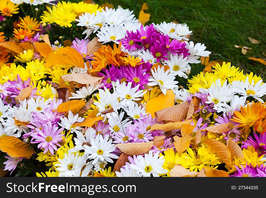 Colorful bushes chrysanthemums growing in the garden. Colorful bushes chrysanthemums growing in the garden