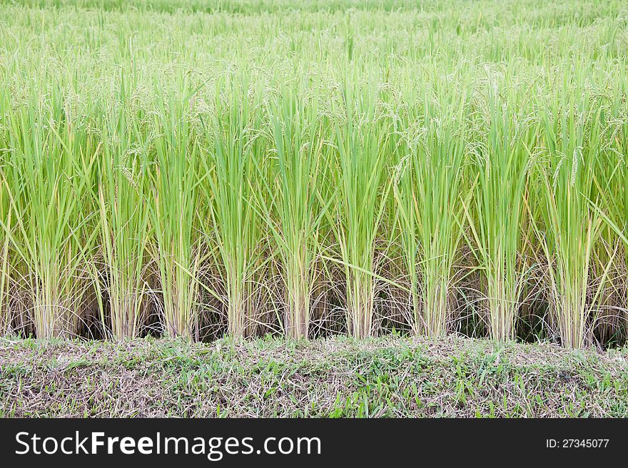 Rice in the rice field for your design