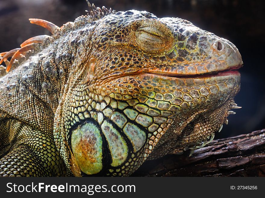Macro / Closeup an iguana face