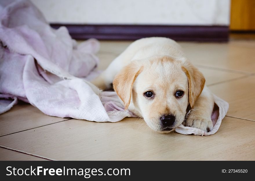 Golden Retriever Puppy Of 7 Weeks Old. Golden Retriever Puppy Of 7 Weeks Old