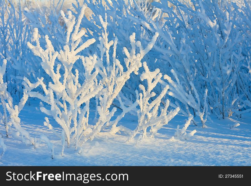 Abundant shrub covered with frost. In the woods just before sunset. Abundant shrub covered with frost. In the woods just before sunset.