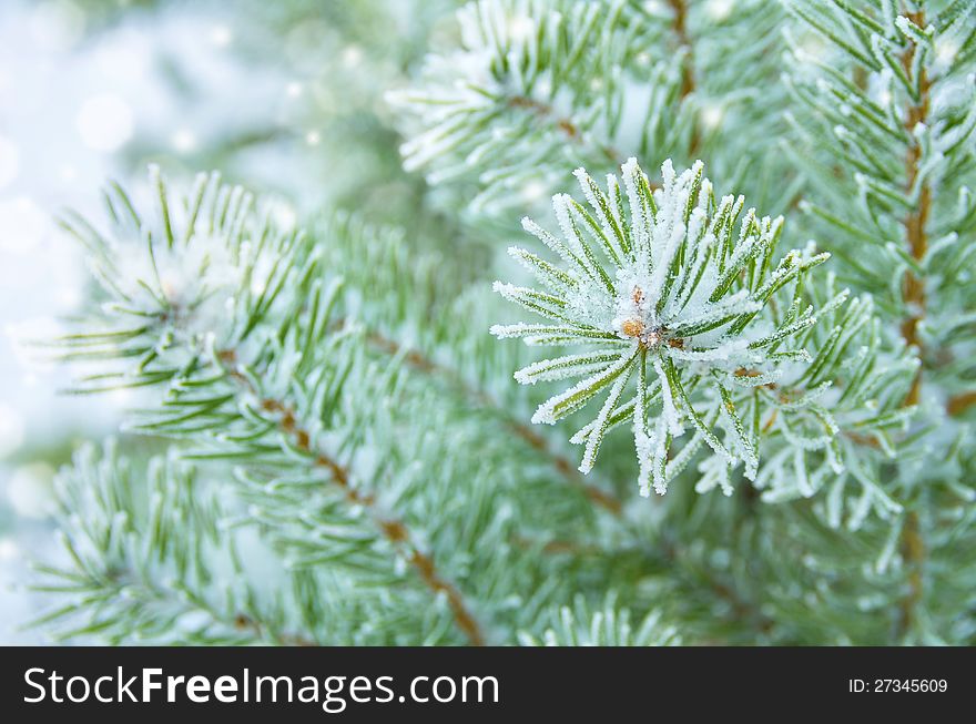 Pine branches covered with hoarfrost. Pine branches covered with hoarfrost